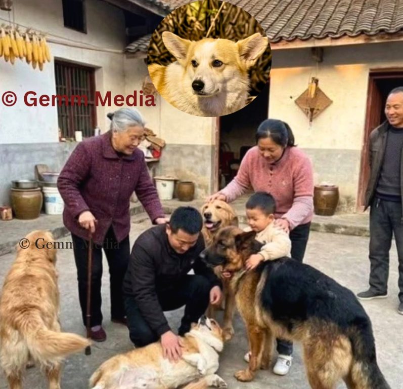 Seven Domestic Dogs Were Stolen from Three Homes in the Same Village in Changchun, China